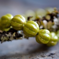 Melons chartreuse doré 8mm X10 Perles rondes verre tchèque opaque