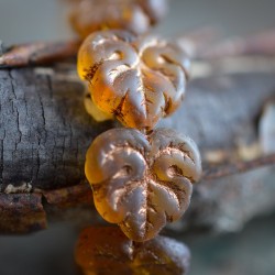 Feuilles ambre bronze 13mm X4 Perles verre tchèque mat